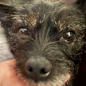 Meet your Posher, William